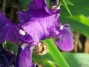 iris-violet-visoflora-1857