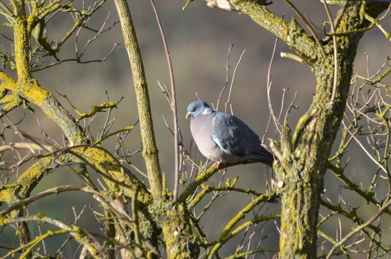 Pigeon ramier (Columba palumbus)