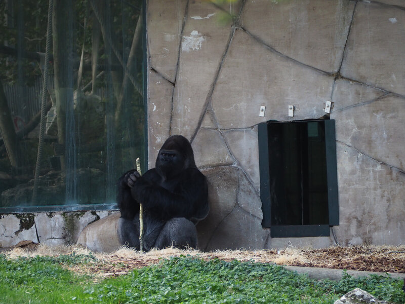 16-gorilles-zoo-parc-beauval-ma-rue-bric-a-brac