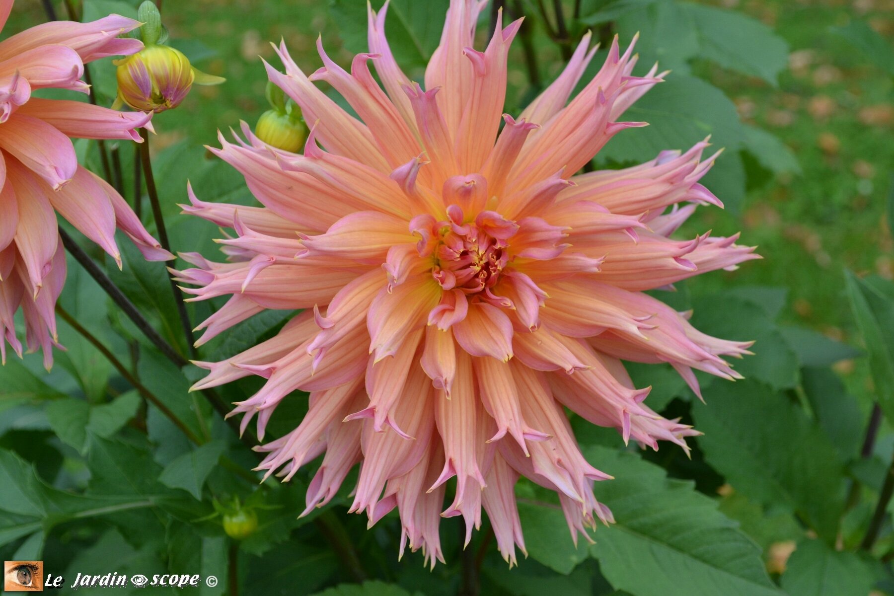Dahlia-Omega
