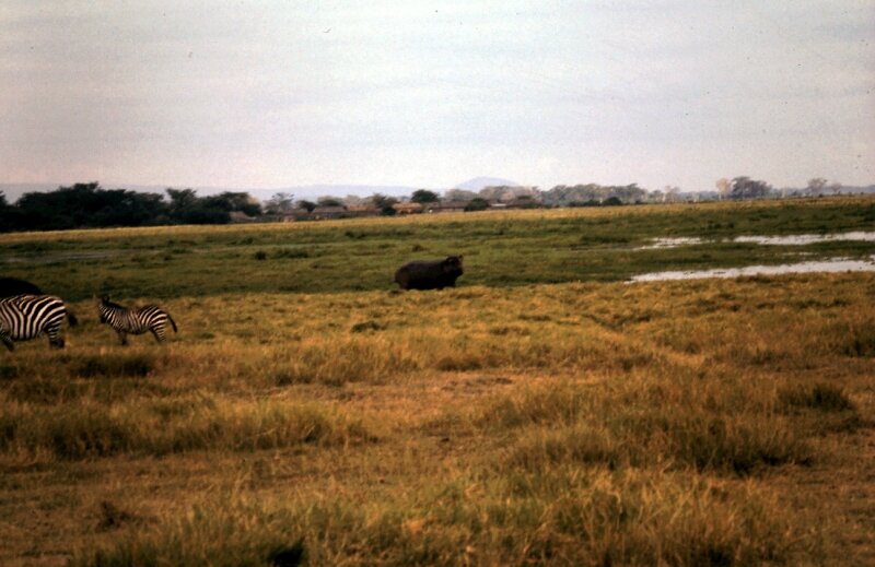 amboseli hippo b