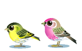 oiseaux2