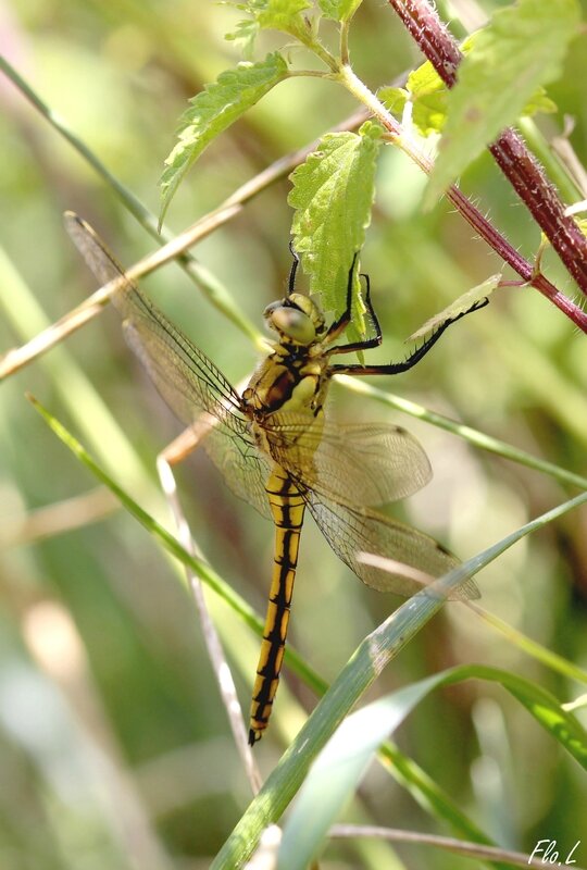 Orthétrum réticulé (Orthetrum cancellatum) c