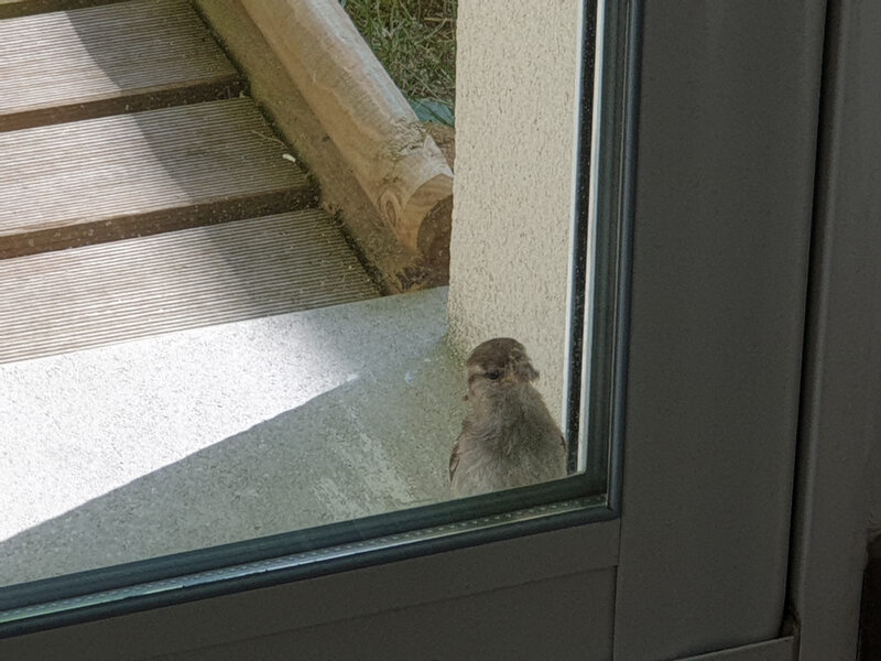 moineau domestique