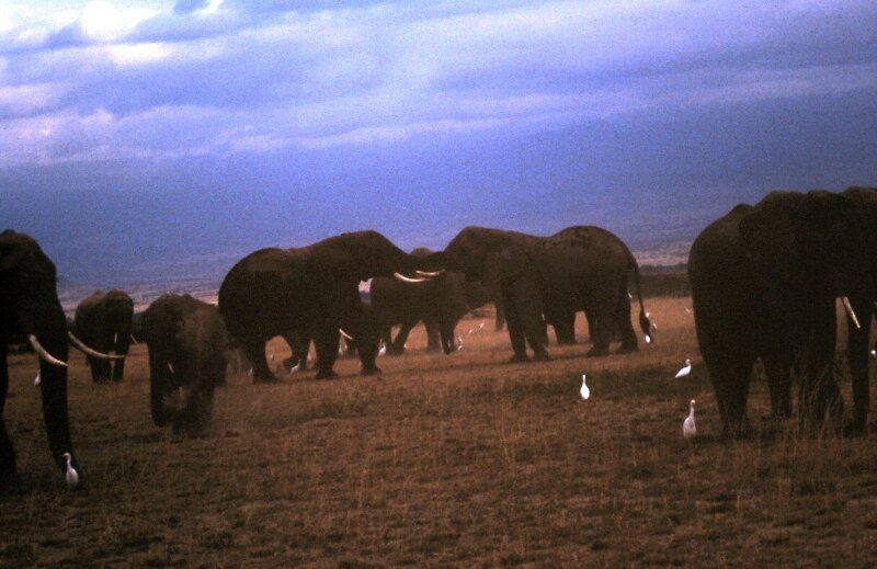 amboseli elephants troupeaux hh