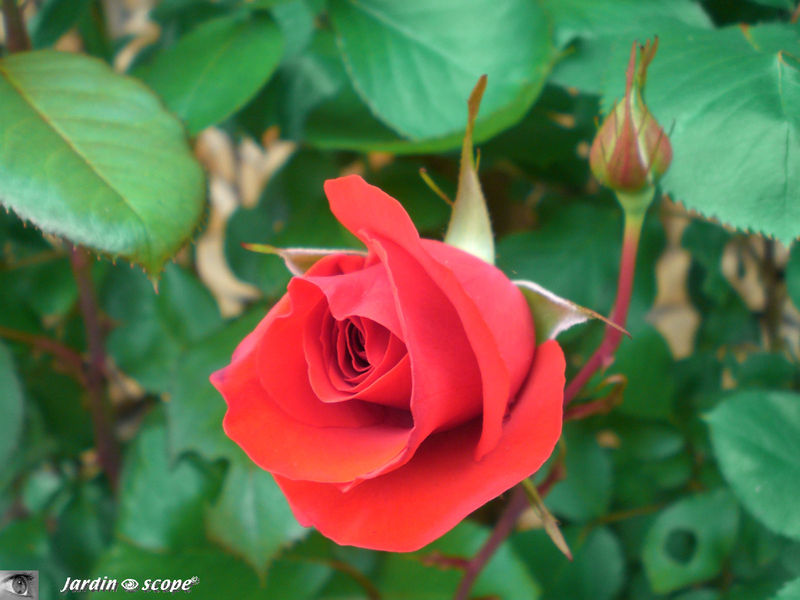 Rosier 'Liliana'