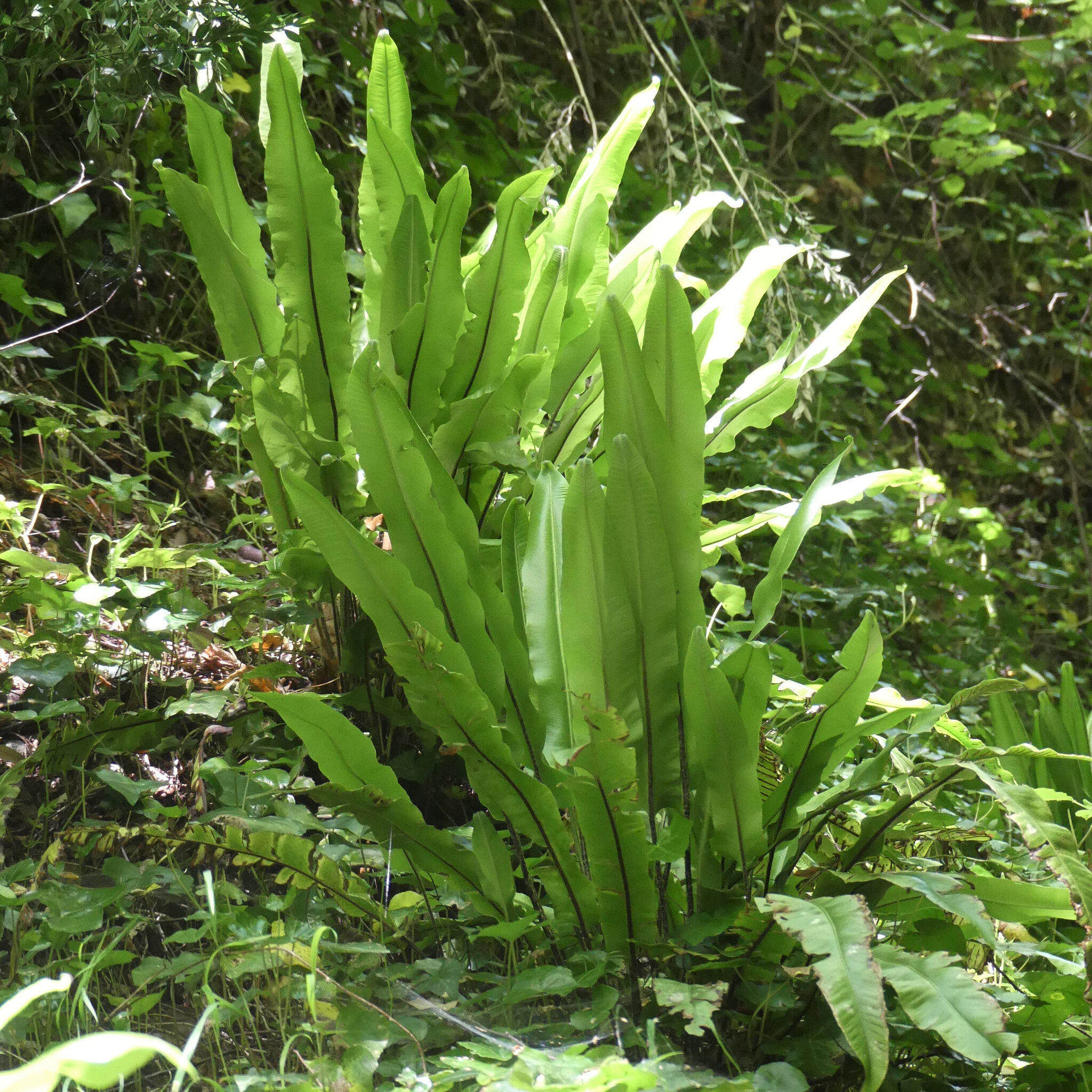 P1120728 (2)