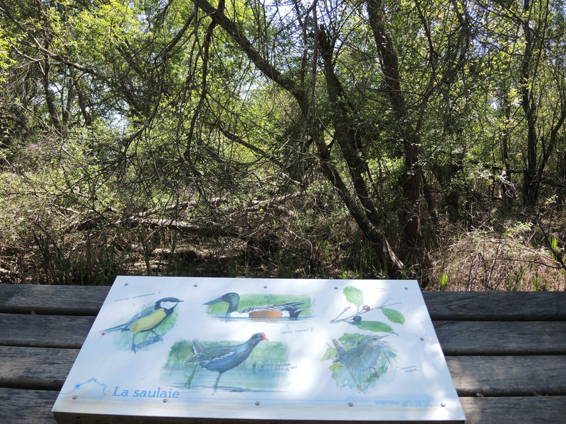 Marais d'Orx, début du sentier, marais, panneau oiseaux (40)