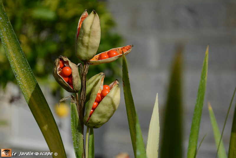 PAT_1943-Iris-foetidissima-‘Paul’s-Gold’