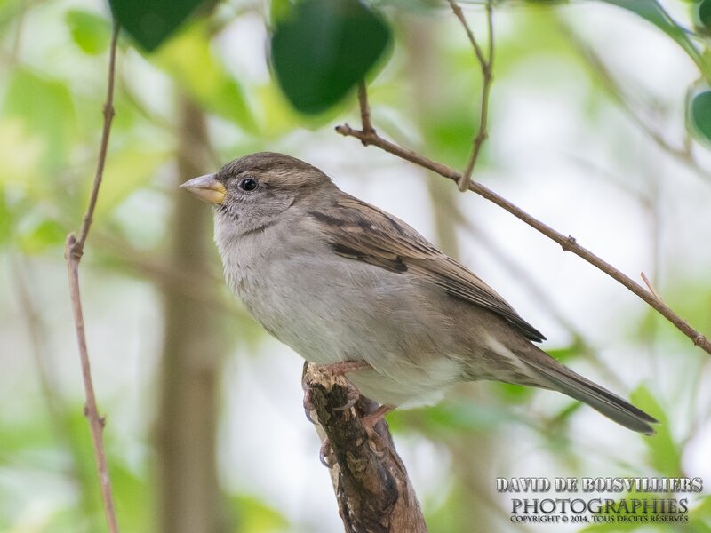 Moineau domestique
(Passer domesticus - House Sparrow)