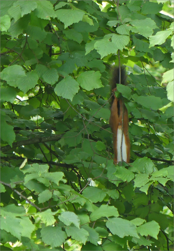 Ecureuil 2 300723 étirement