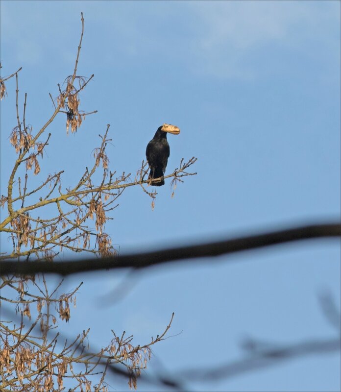 ville oiseau corneille pain 2 270118 posee