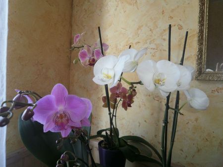 orchid333