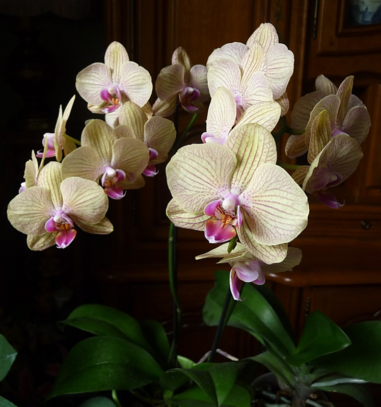 orchidée de Tom 1