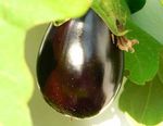 aubergine_