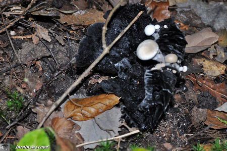 asterophora_agaricoides