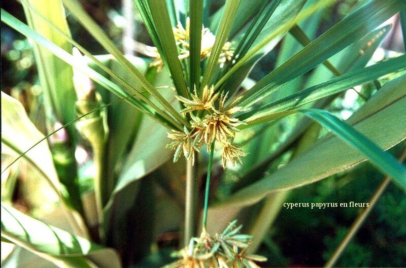 cyperus papyrus en boutons
