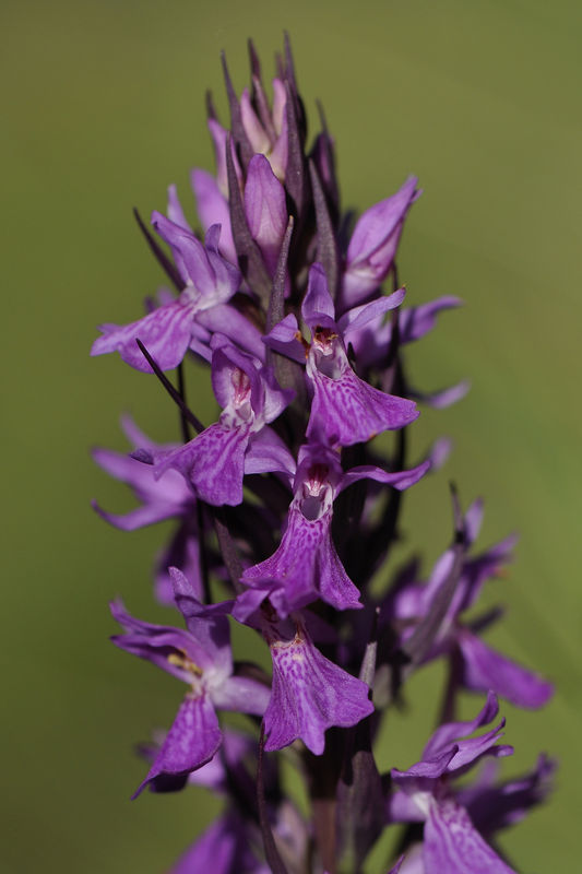 _DSC0636_Dactylorhiza_elata