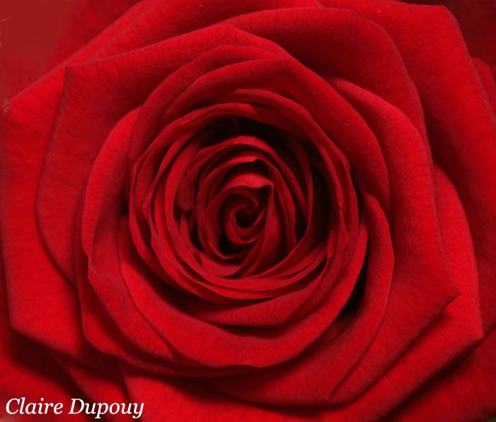 Rose rouge passionb