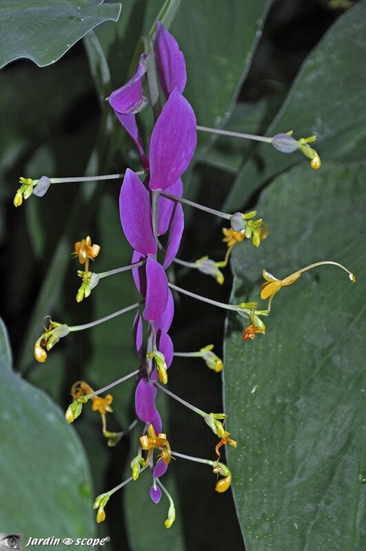 Globba-winitii - Zingiberaceae