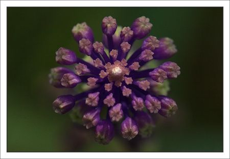 plaine_fleur_mauve_grappe_130510