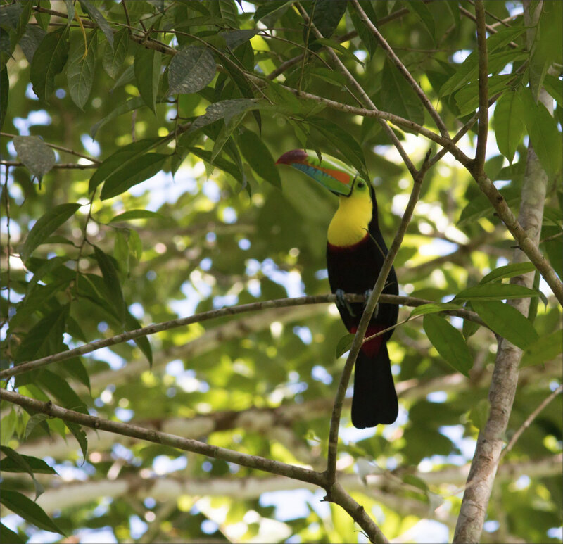 J4 CR 2016 Colibri lodge matin 64 oiseau toucan pico iris