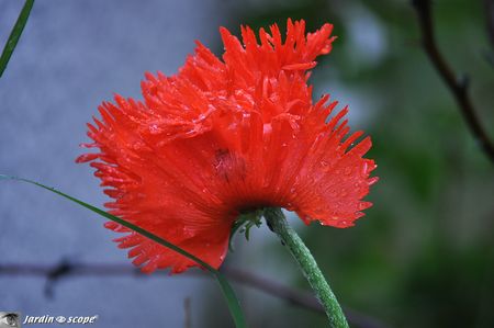 Pavot-d'Orient-Turkenlouis