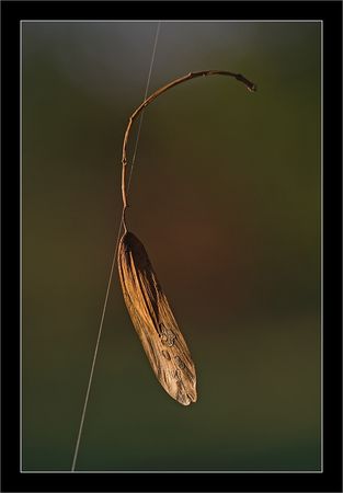 QM_fil_graine_101009
