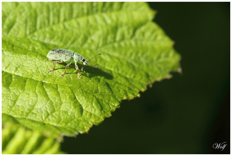 charanç vert pale 16-01