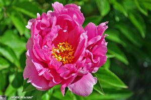 Paeonia-rouge