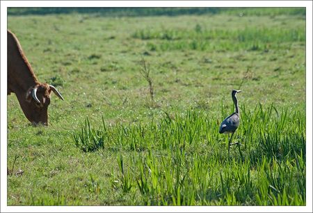 heron_mulot_Roussille_290810_10