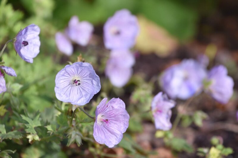 geranium lilac ice (2)