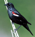 TricolorBlackbird