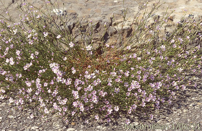 Floraison de Mai à Juillet