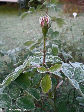 Bouton de rose givré