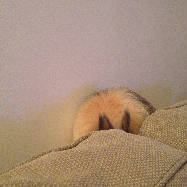 Trouver_le_lapin