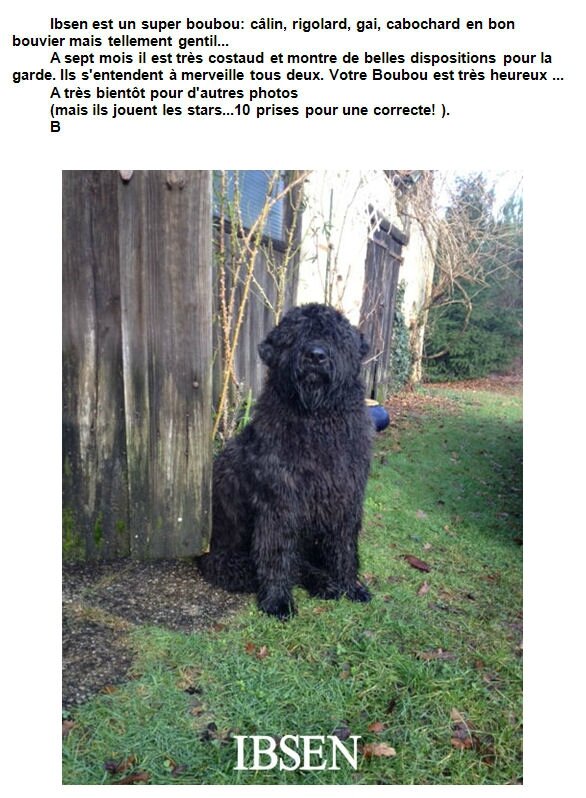 IBSEN DE LA DULLAGUE...digne fils de FOSTER et FOCEA....de la DULLAGUE..