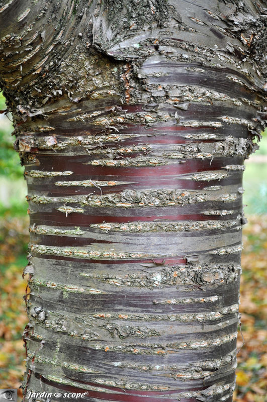 Prunus du Tibet • Prunus serrula var. tibetica • F. Rosaceae