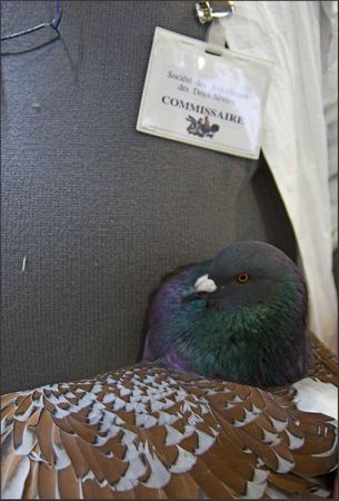 expo pigeon cauchois Gilles commissaire 220112