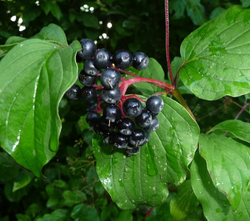 LES FRUITS DU SUREAU