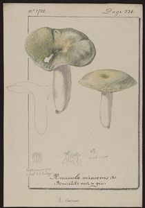 Gillet_Russula_Virescens_3