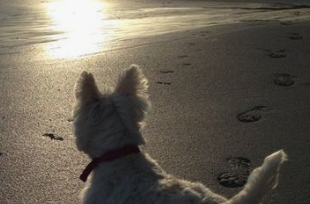 westievacances4