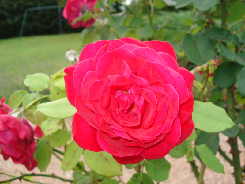 rose