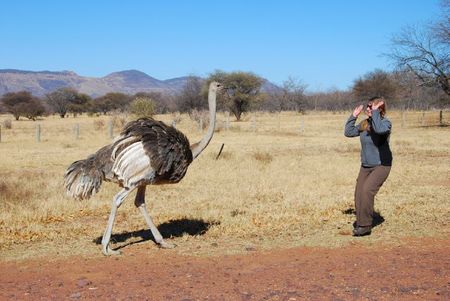 Afrique du Sud (656)