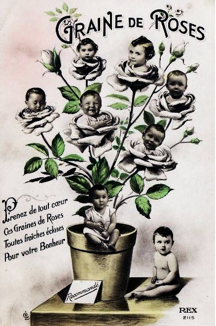 Graines de Poilus 80