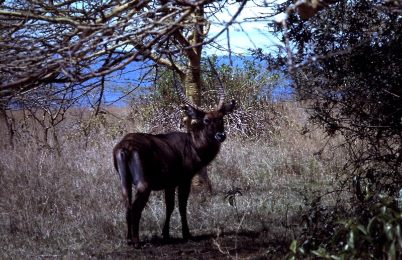nakuru impala c