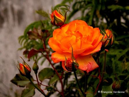 FV-rose orange_rouge