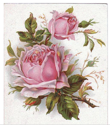 Rose-Postcard--5 (1)