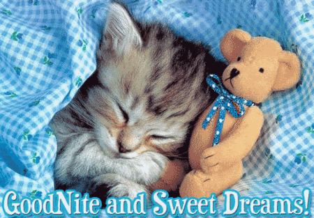 sweet_dreams_cat_1_
