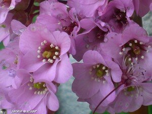 Bergenia plante des savetiers • Bergenia cordifolia